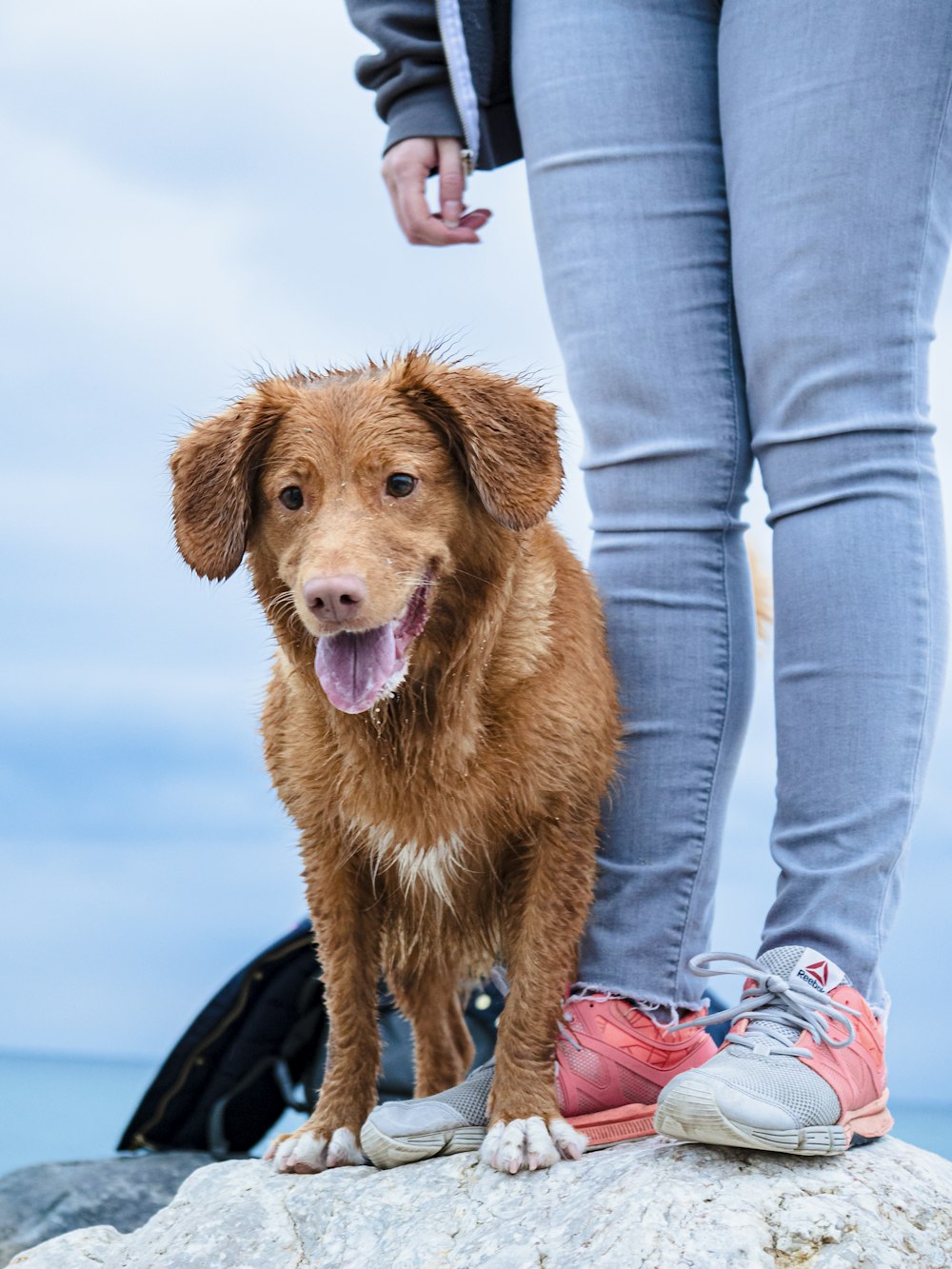 brown short coated dog sitting on persons lap