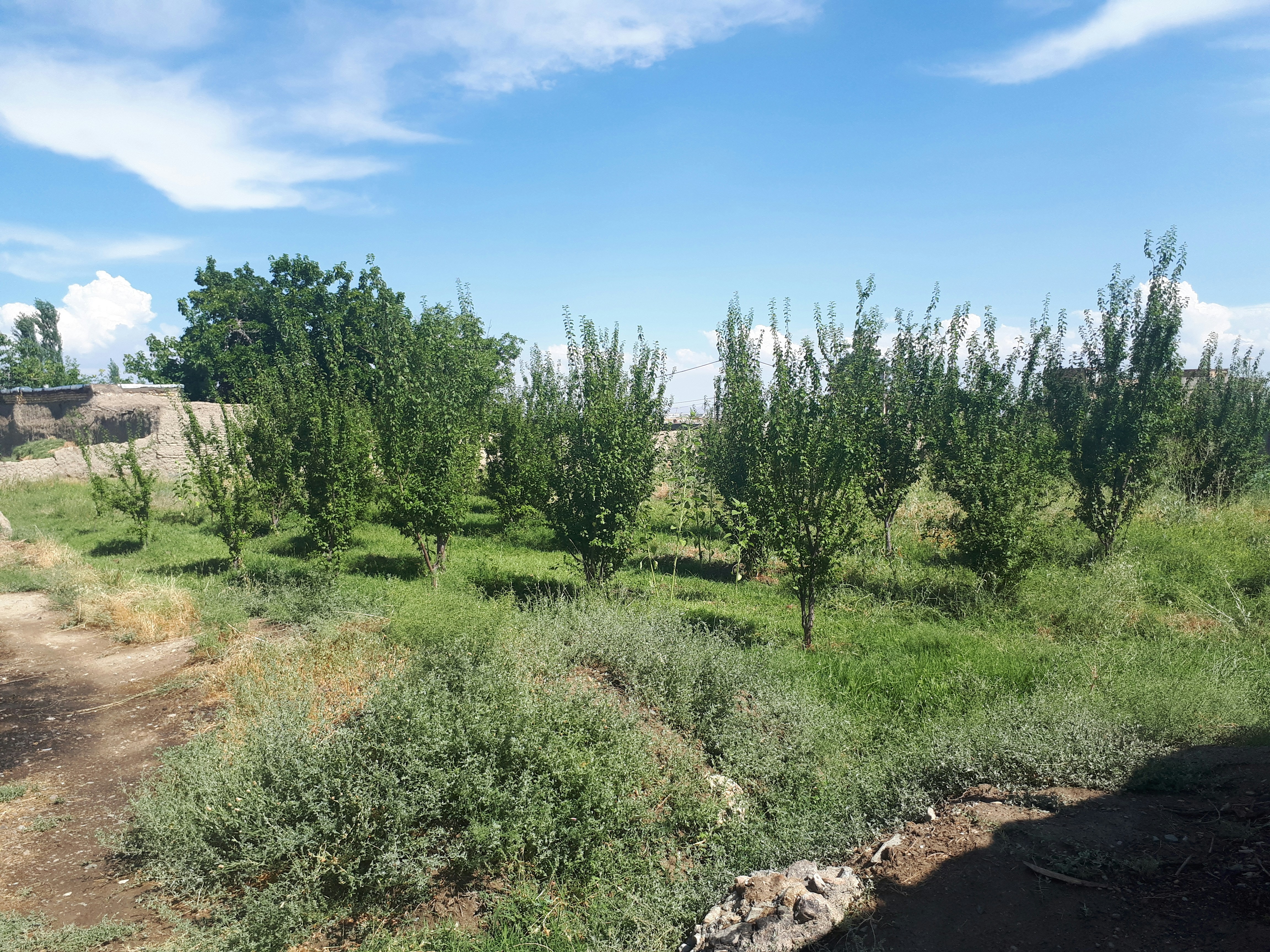 A small orchard with fruit trees and a vegetable patch ready for harvest.