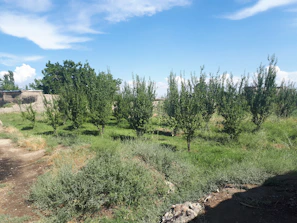 Young fruit tree newly planted and pruned according to Oeschbergschnitt principles, surrounded by green grass.