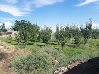 A small orchard with rows of young trees surrounded by grass and patches of soil. In the background, there are larger trees and a stone wall that suggests a rural setting. The sky is bright blue with scattered clouds, giving a sense of a sunny day.