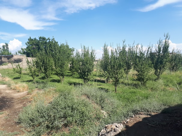 A small orchard with rows of young trees surrounded by grass and patches of soil. In the background, there are larger trees and a stone wall that suggests a rural setting. The sky is bright blue with scattered clouds, giving a sense of a sunny day.