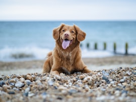 35 summer dog travel safety tips