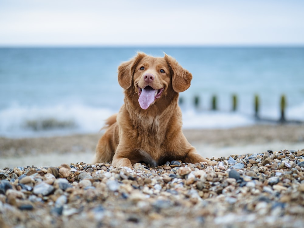 Golden Retriever tagsüber auf dem Boden liegend