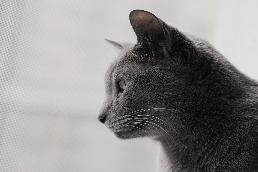 black and white cat in close up photography