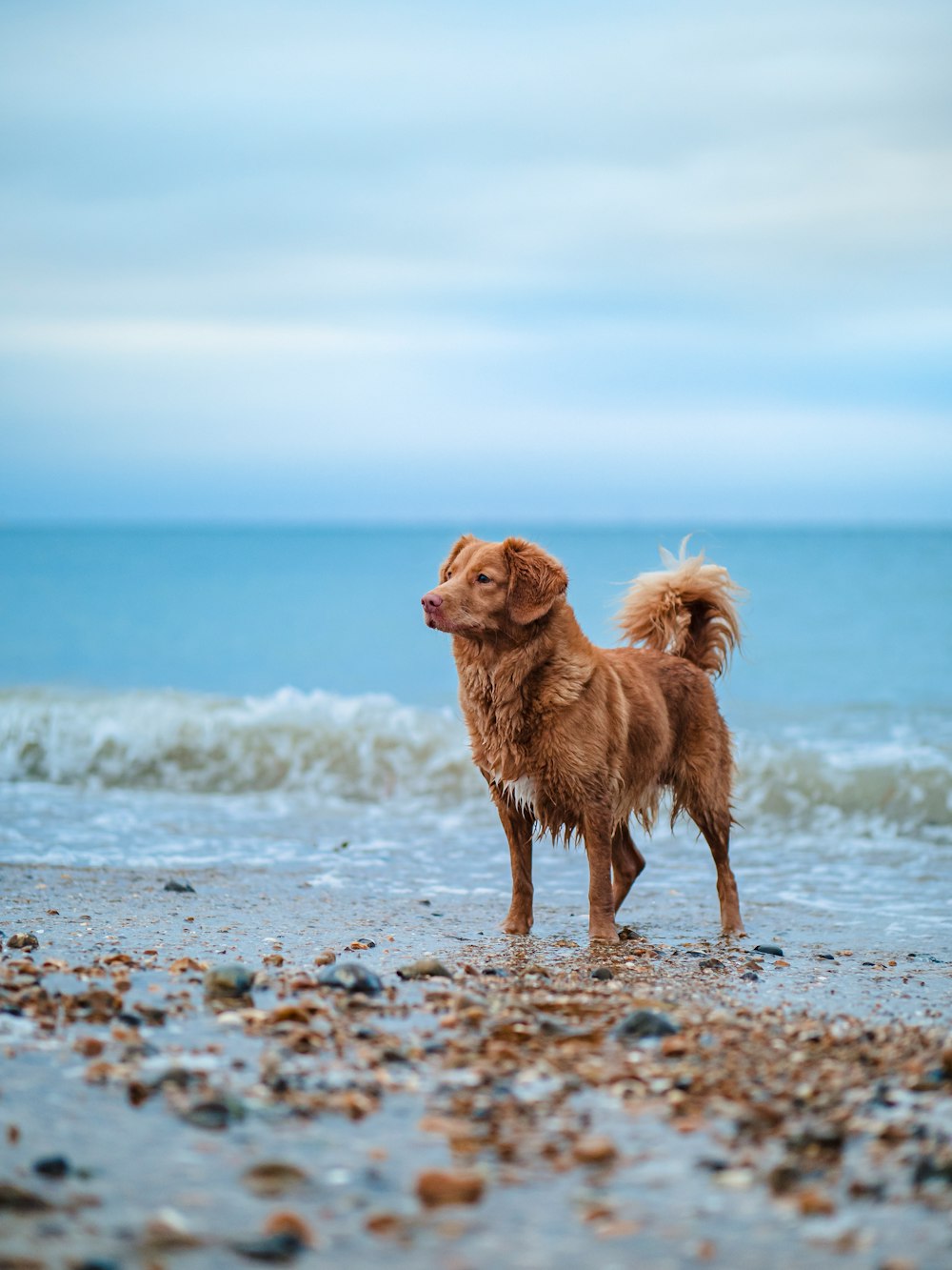 brown short coated dog on beach during daytime