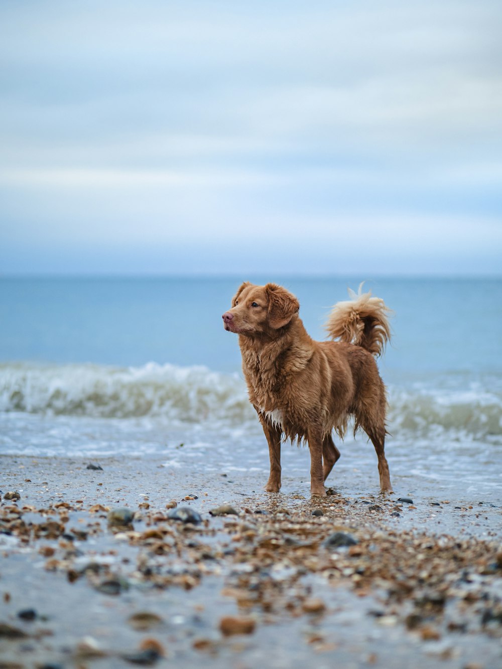 brown short coated dog on beach during daytime