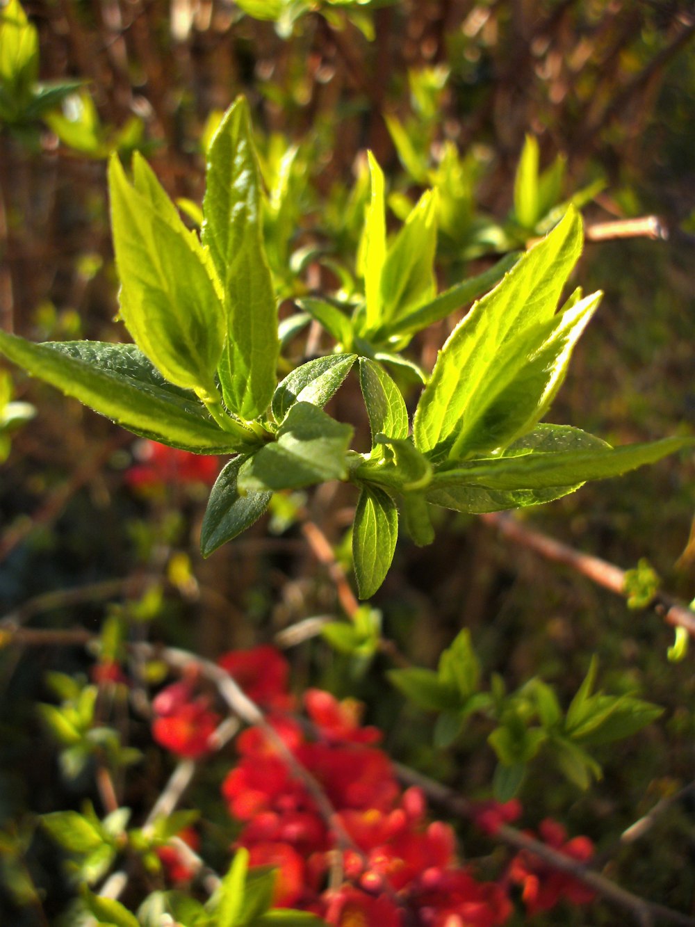 green leaf plant in close up photography