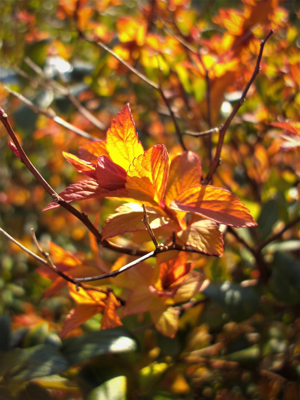 yellow and red leaves on brown tree branch