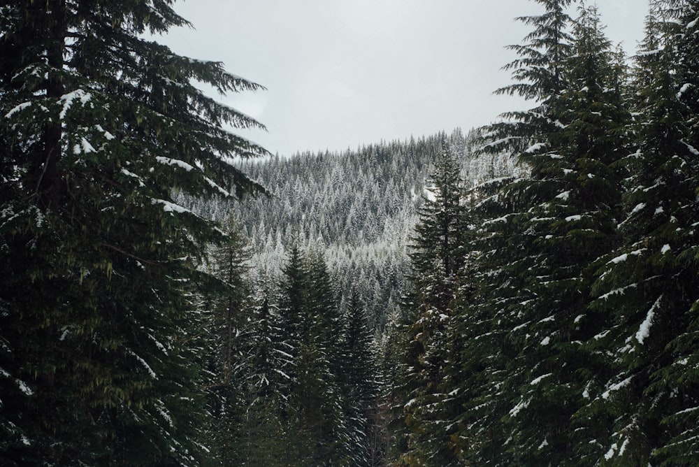 pins verts sous le ciel blanc pendant la journée