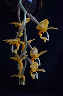 yellow and white petaled flowers