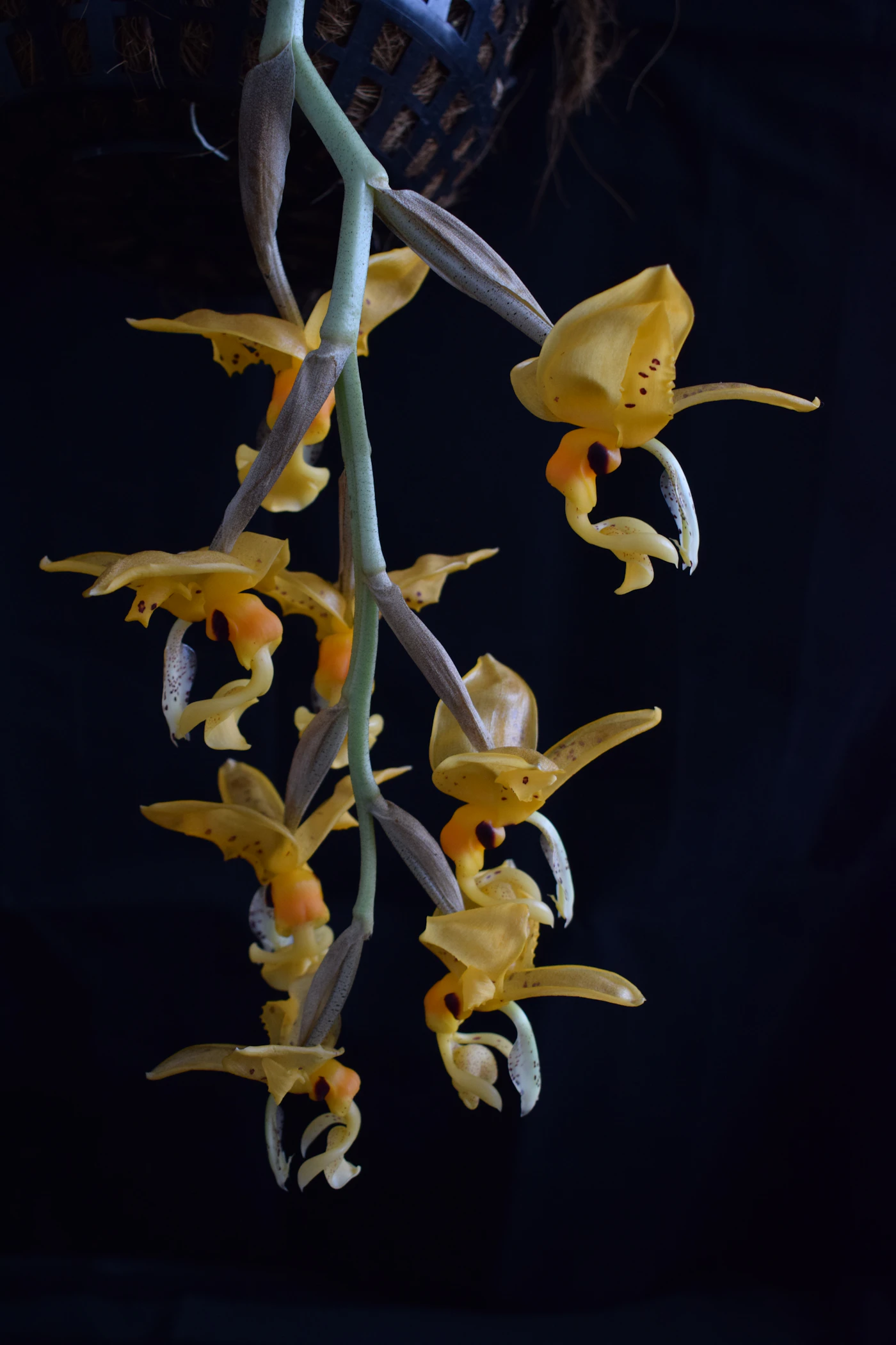 Colombia's varied elevations create dozens of distinct orchid habitats.