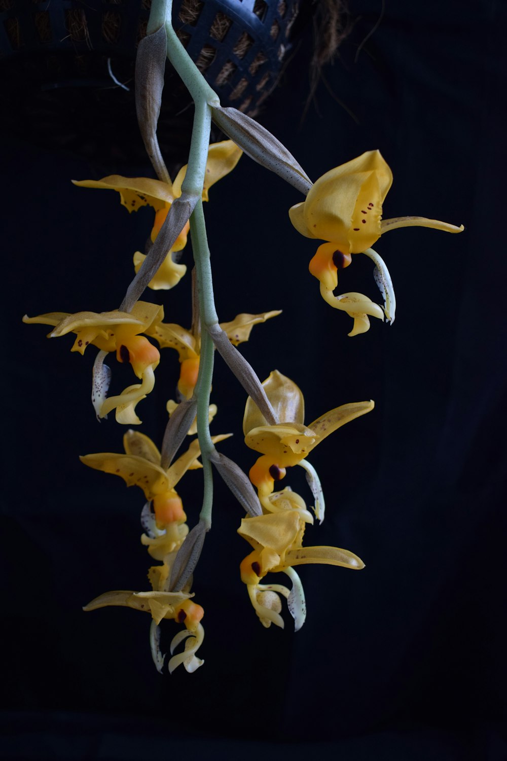 yellow and white petaled flowers