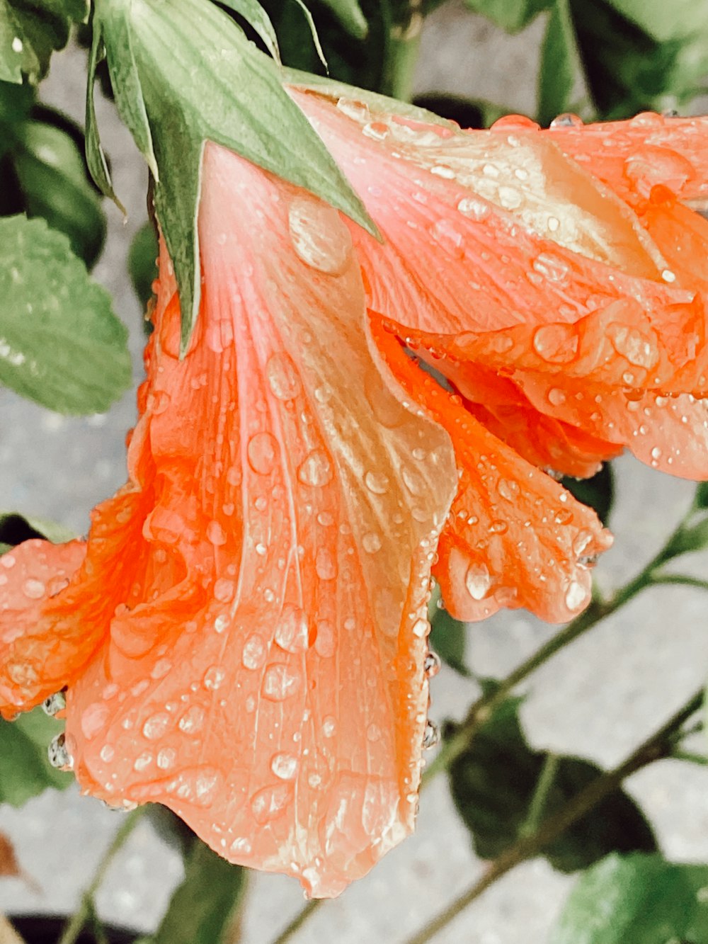 orange hibiscus in bloom during daytime