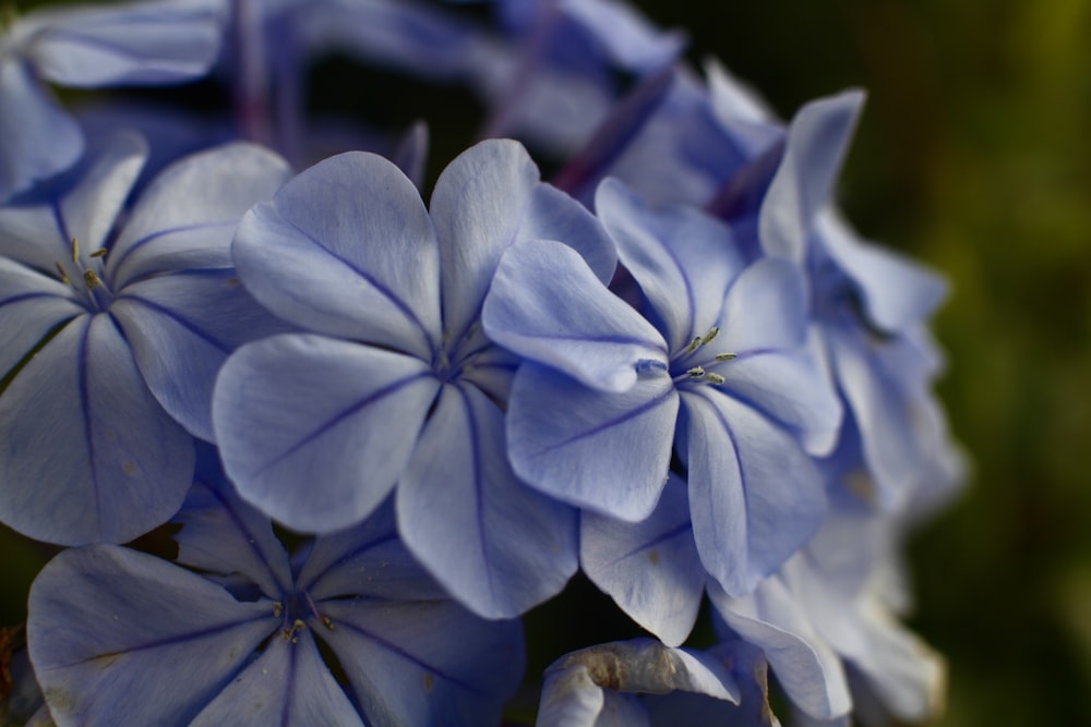 white flower in macro shot