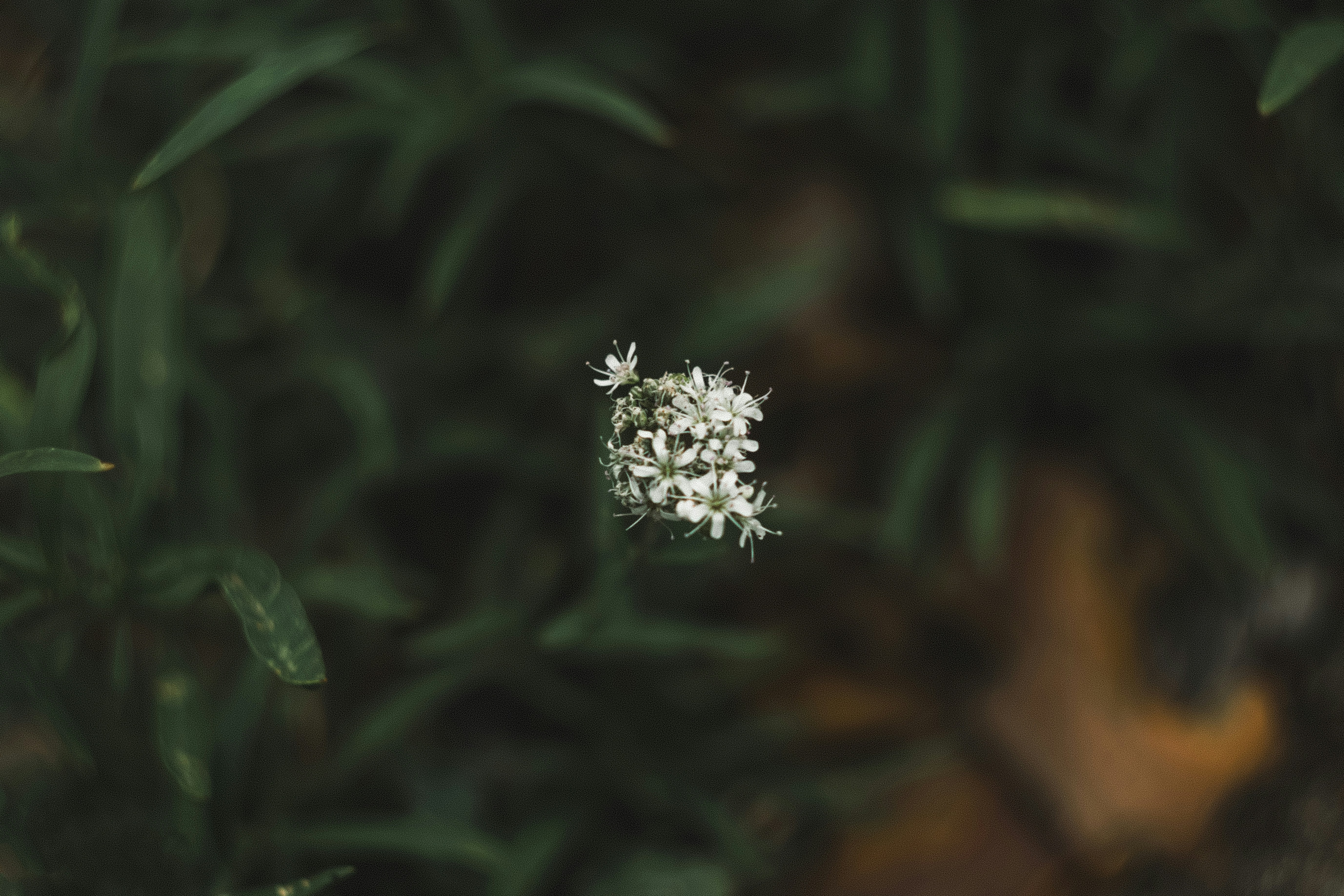 Photo by walkthecreator