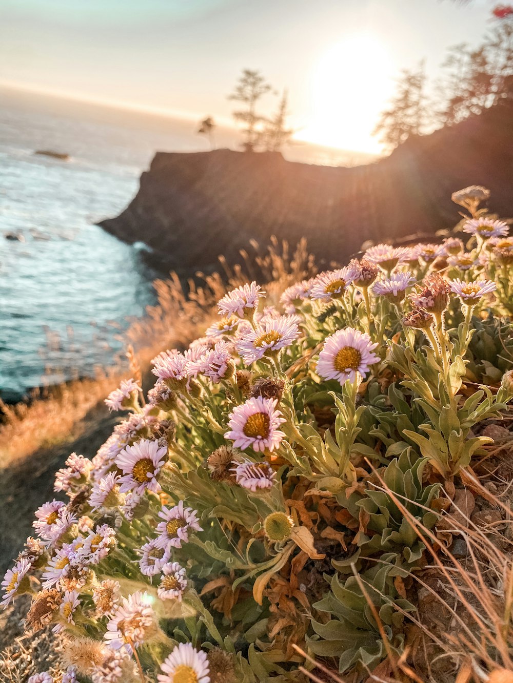 purple and white flowers near body of water during daytime