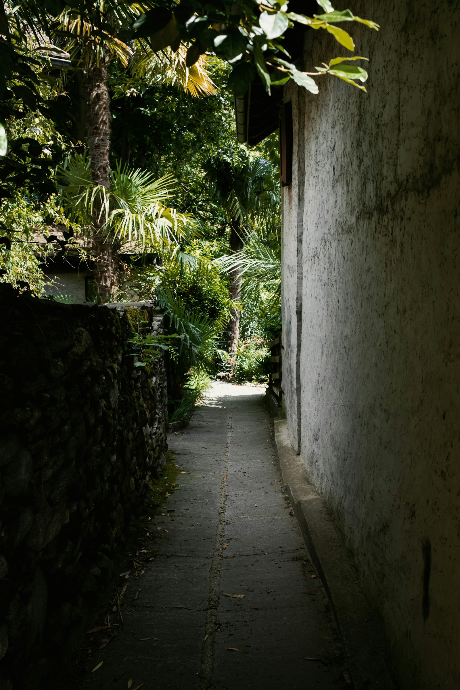 Fujifilm X100V sample photo. Green plants beside white photography