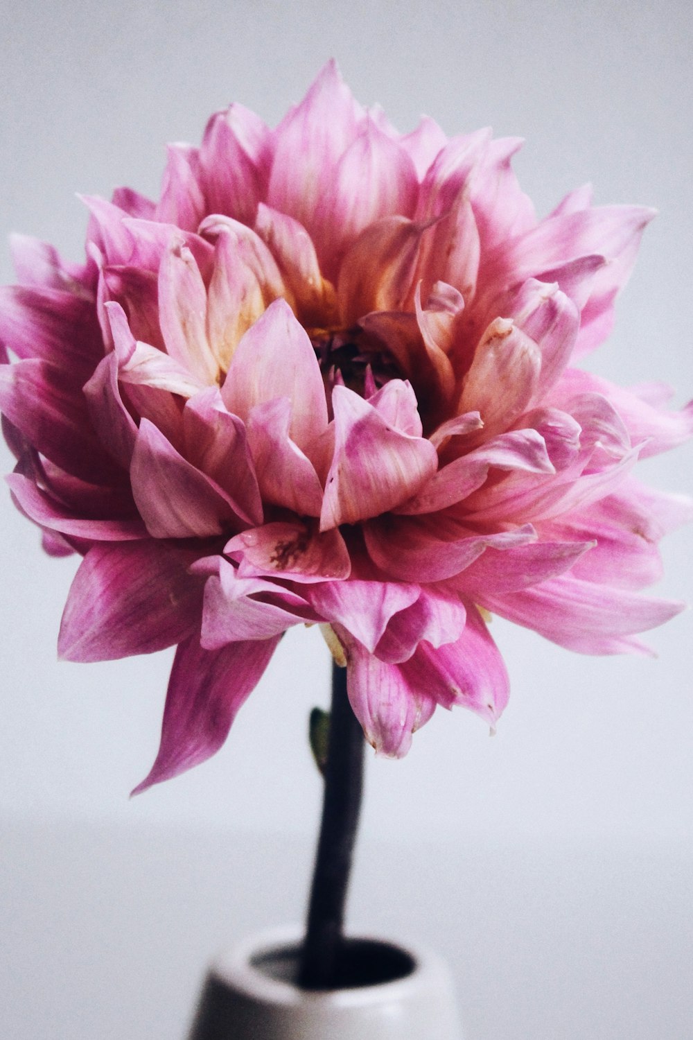 pink and yellow flower in close up photography