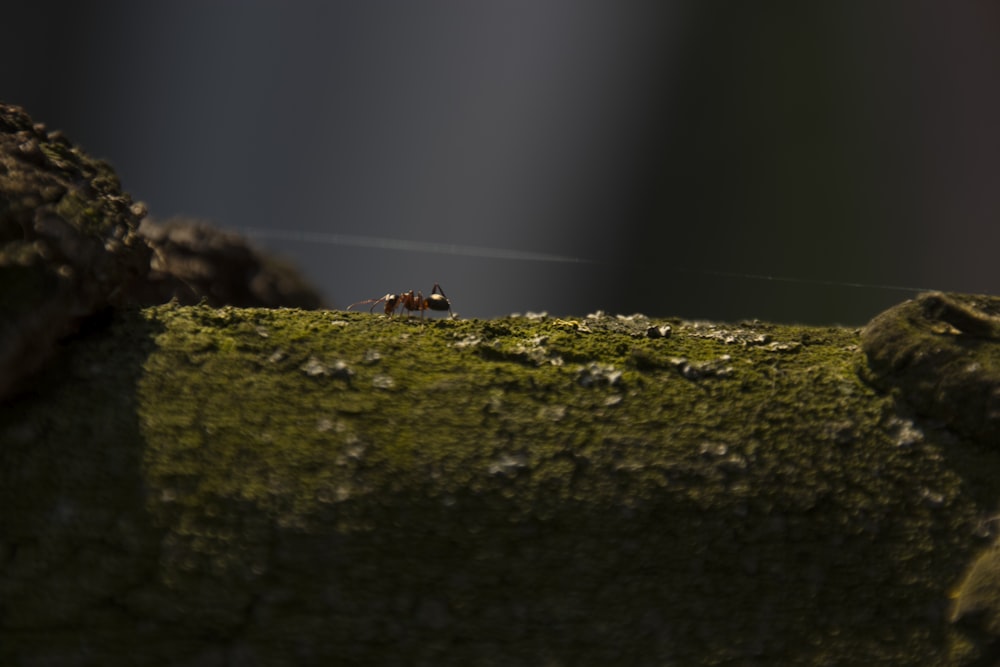 petit oiseau brun et blanc sur herbe verte