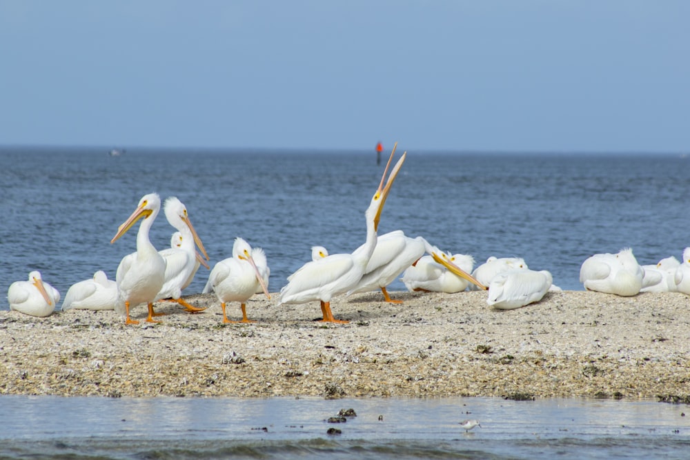 white swans on beach during daytime