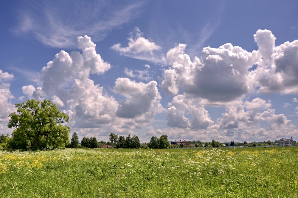 Champ d’herbe verte sous le ciel bleu et les nuages blancs pendant la journée