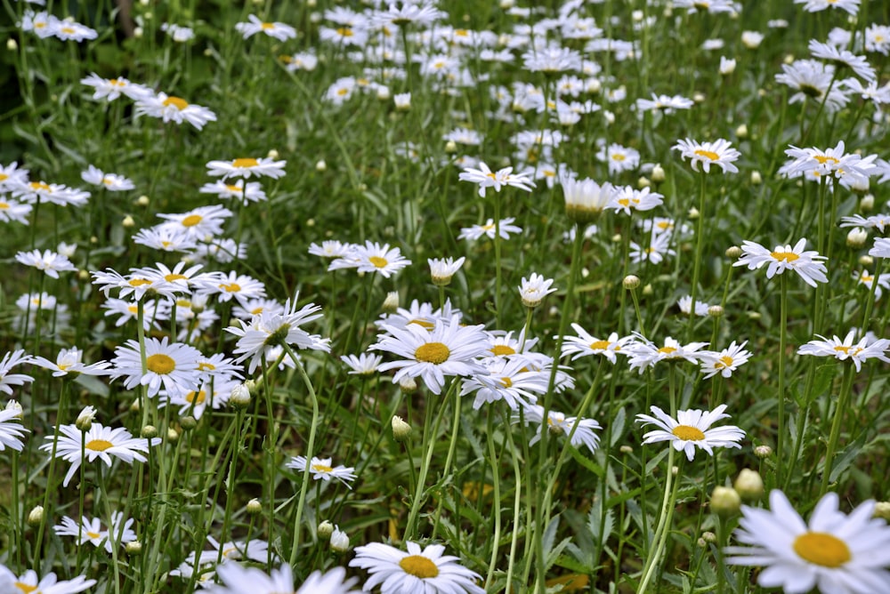 white daisies on green grass field during daytime