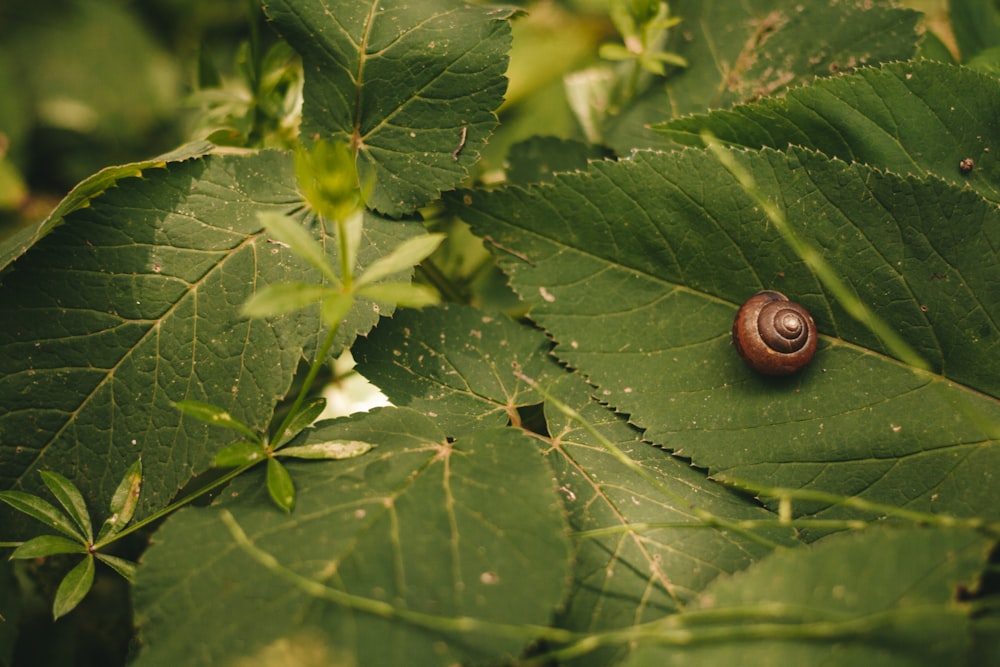 brown snail on green leaves