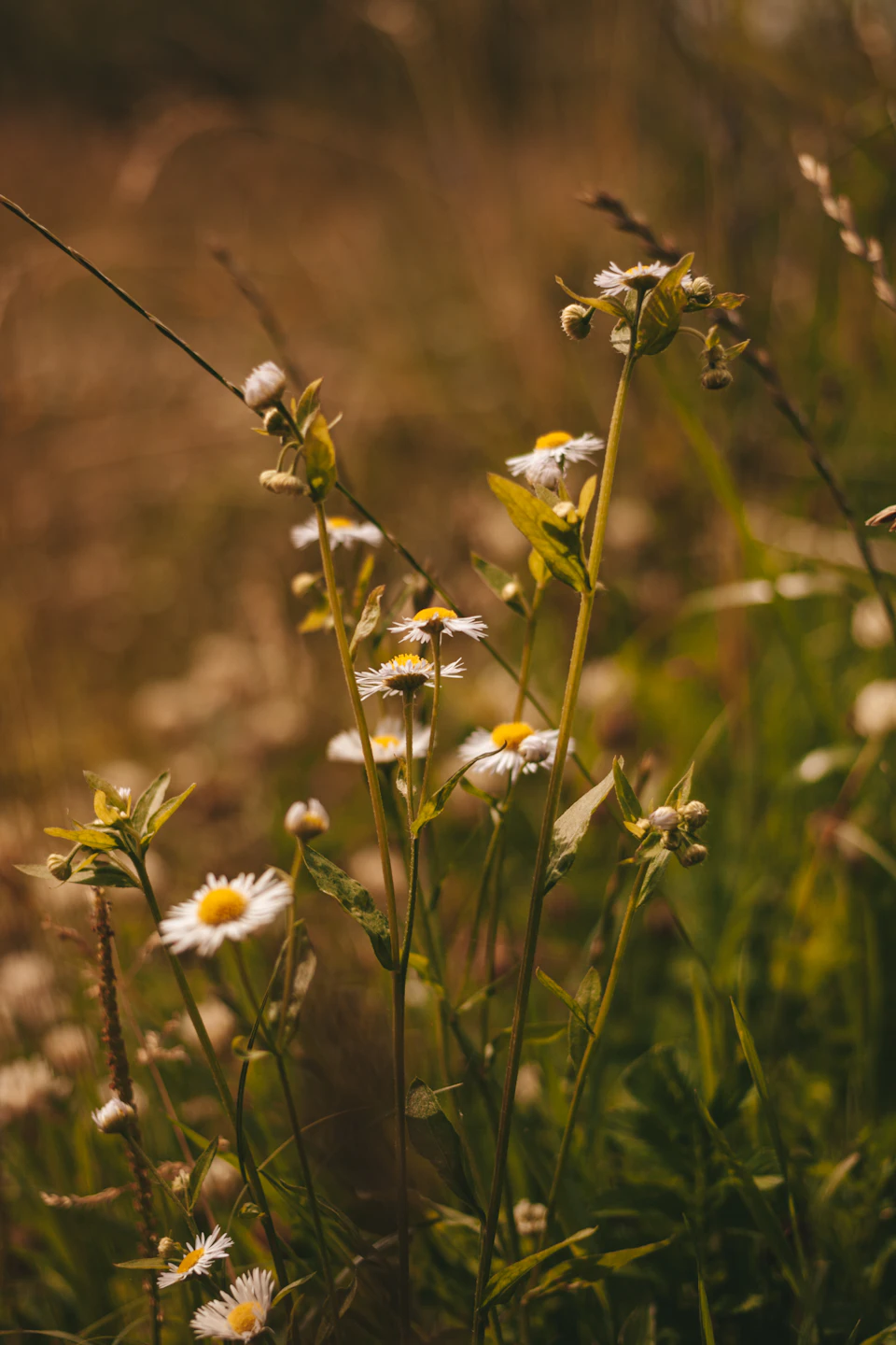 The image depicts a field with tall grass and numerous white daisies scattered throughout, creating a sense of depth and texture. The daisies are in various stages of bloom, some fully open while others still have their petals closed. The background is blurred, drawing focus to the vibrant flowers in the foreground.