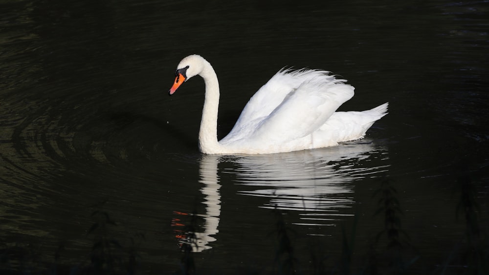 white swan on water during daytime