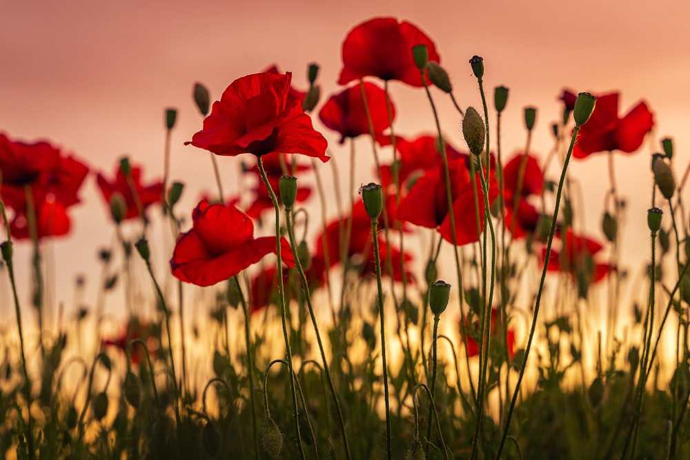 red flowers in tilt shift lens