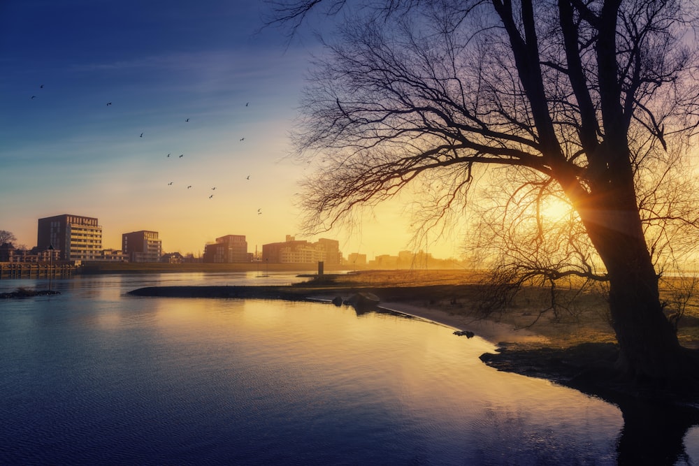 bare trees near body of water during daytime