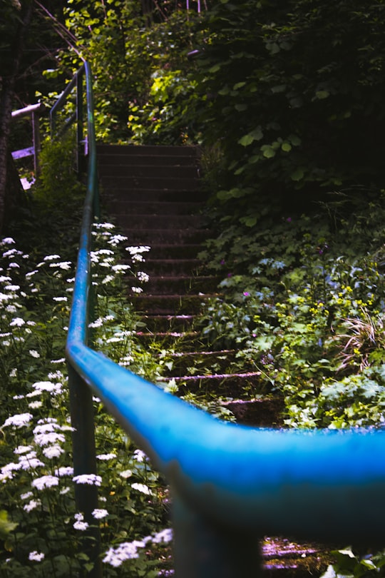 blue metal fence near green plants in Bayern Germany