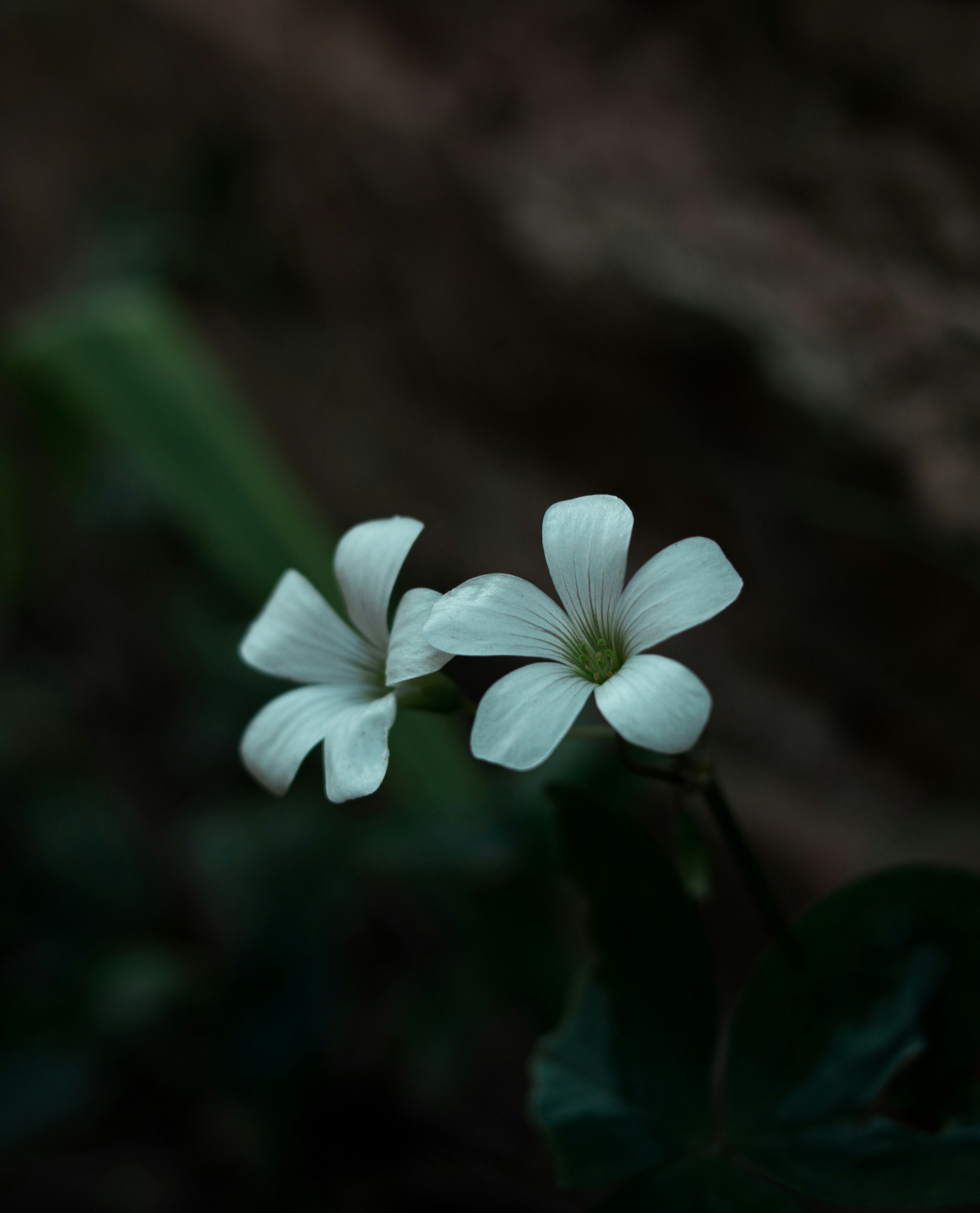 Photo by faustomarques