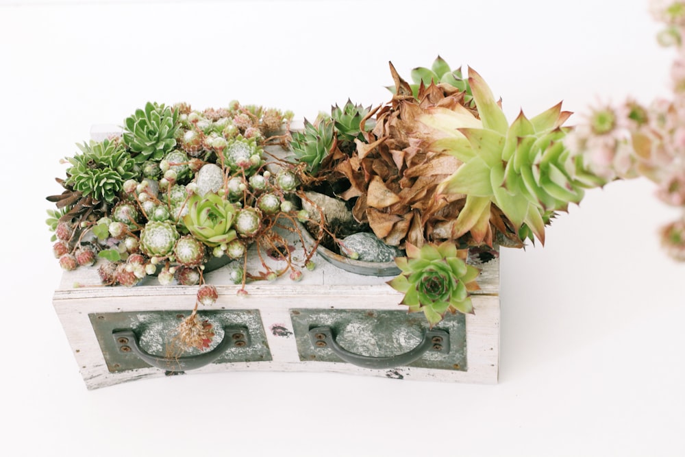 green and brown succulent plants