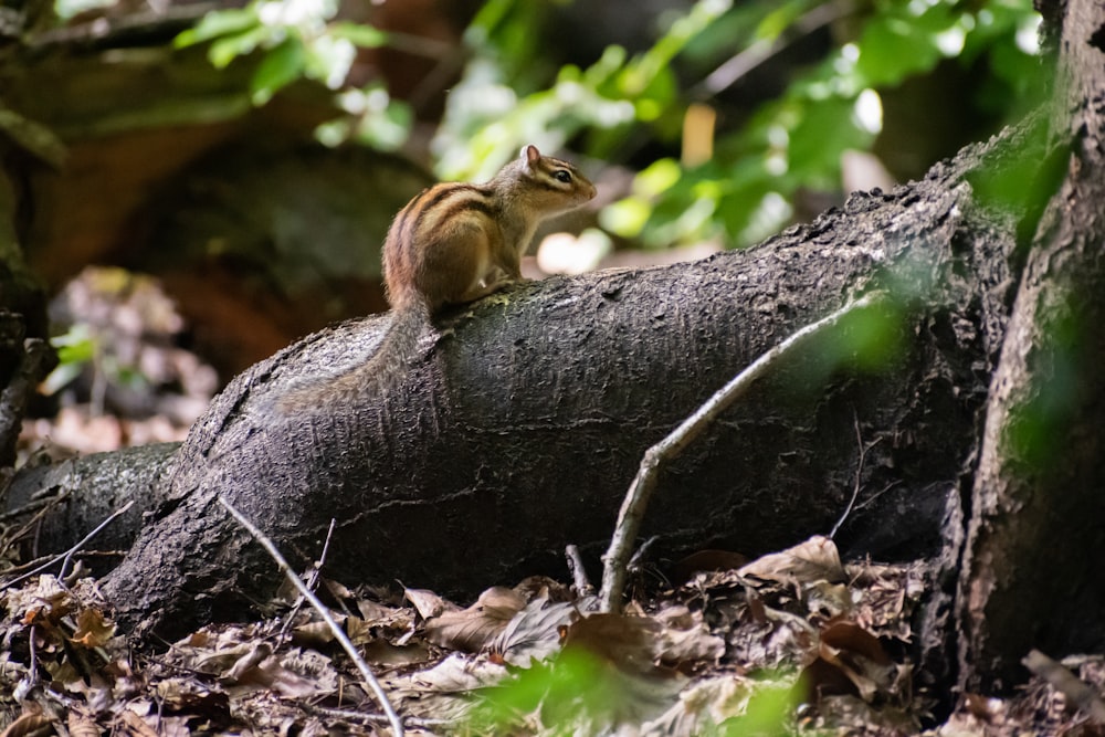 brown squirrel on brown tree trunk