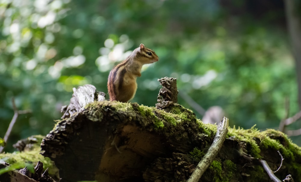 brown squirrel on brown tree branch during daytime