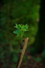 Green leaf growing from a digital tablet symbolizing sustainable business practices.