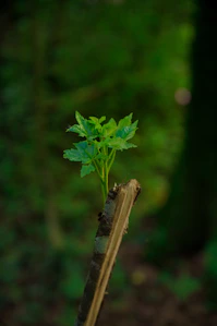 A vibrant green leaf sprouting from a circuit board, symbolizing sustainable technology growth.