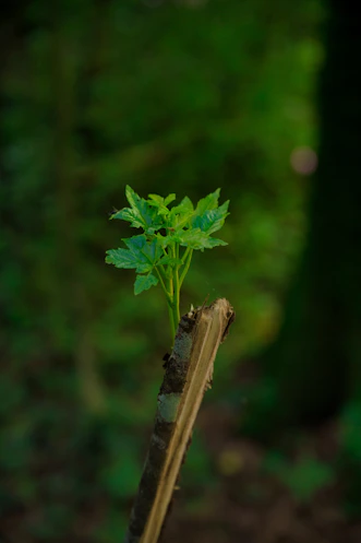 A vibrant green leaf sprouting from a circuit board, symbolizing sustainable technology growth.