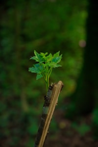 A fresh green plant sprouting from the top of a broken tree branch set against a blurred natural forest background. The leaves are vibrant and healthy, highlighting new growth emerging from seemingly dead wood.