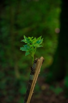 A fresh green plant sprouting from the top of a broken tree branch set against a blurred natural forest background. The leaves are vibrant and healthy, highlighting new growth emerging from seemingly dead wood.