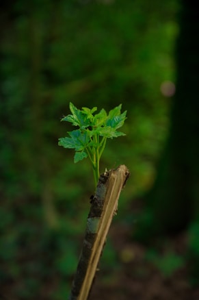 A fresh green plant sprouting from the top of a broken tree branch set against a blurred natural forest background. The leaves are vibrant and healthy, highlighting new growth emerging from seemingly dead wood.