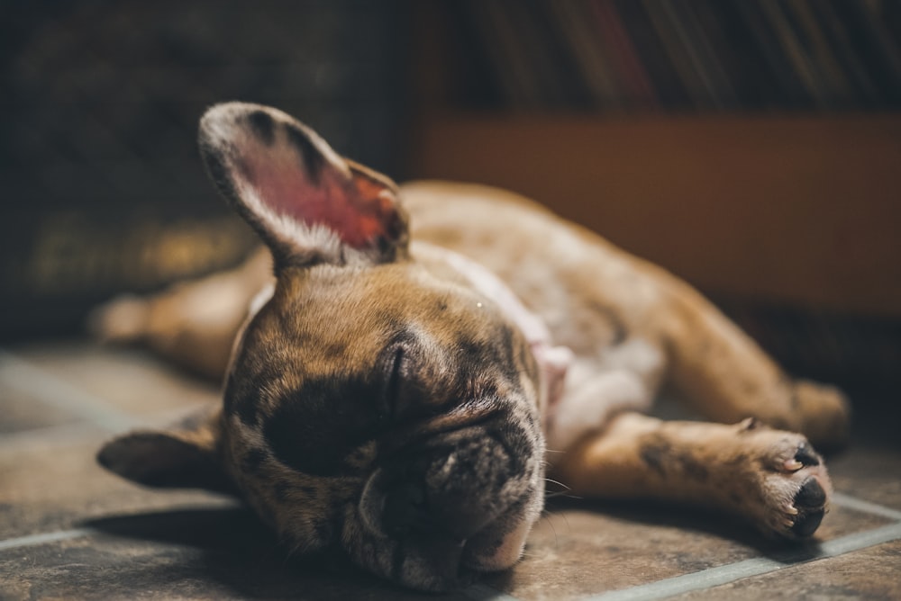 a dog laying on a tile floor sleeping