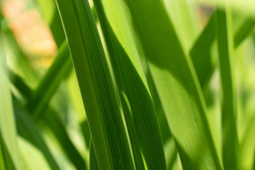 green banana leaf in close up photography