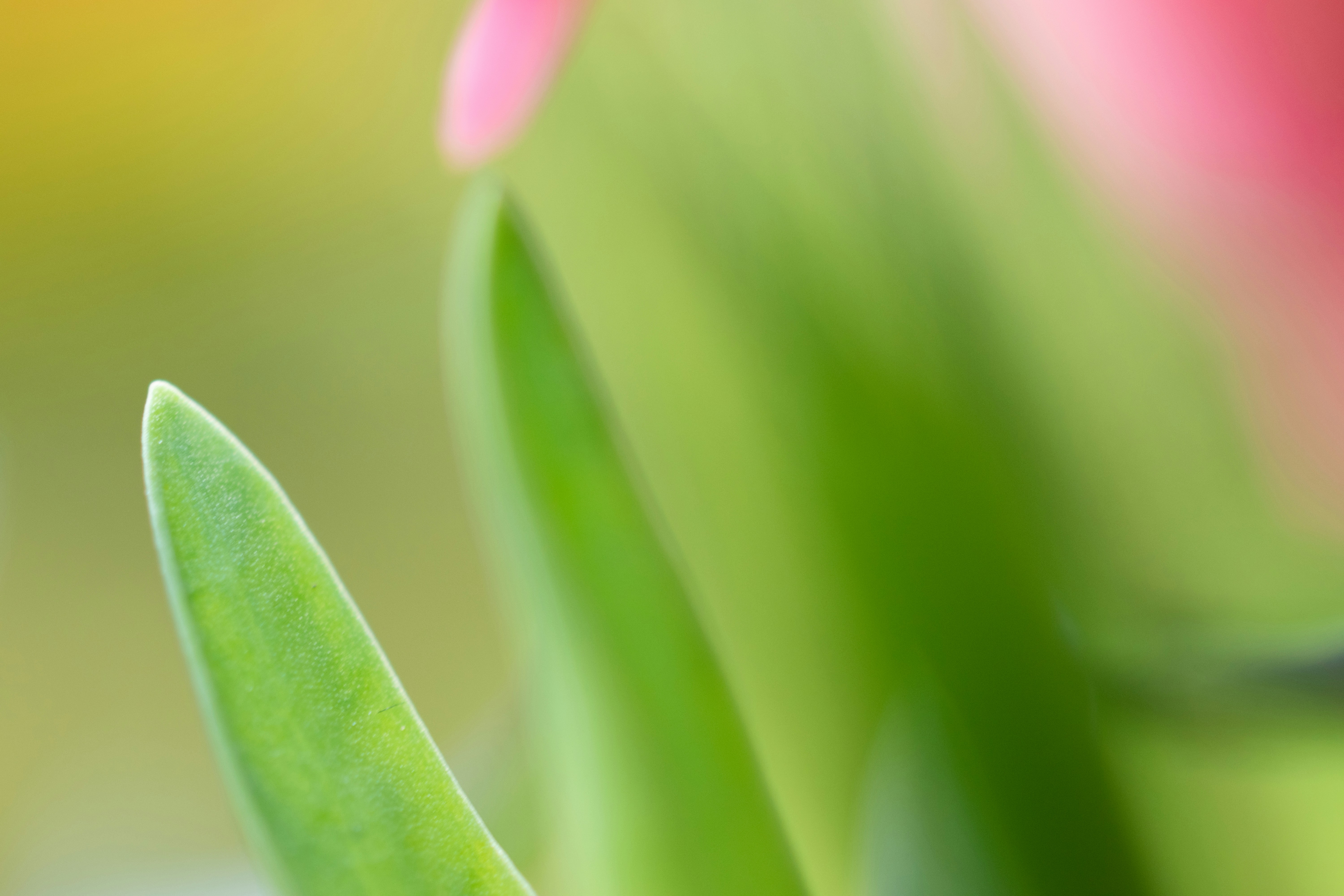 pink flower bud in macro photography