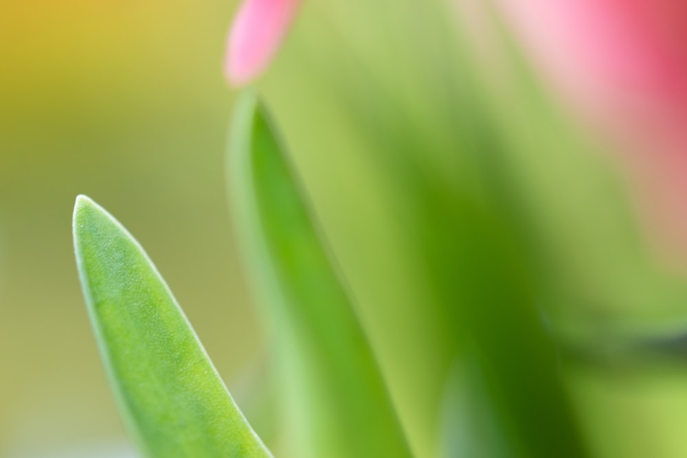 pink flower bud in macro photography