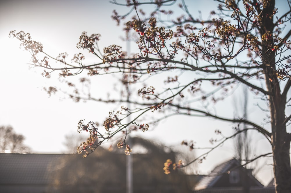 brown leaves on tree branch during daytime