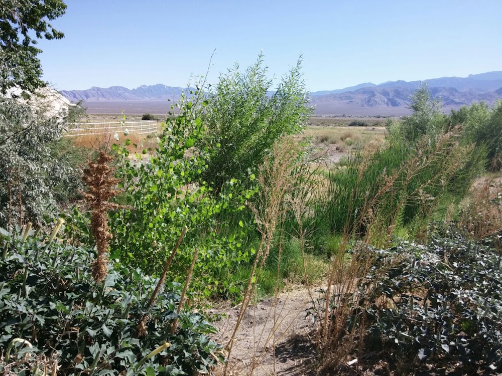 green plant on brown soil during daytime