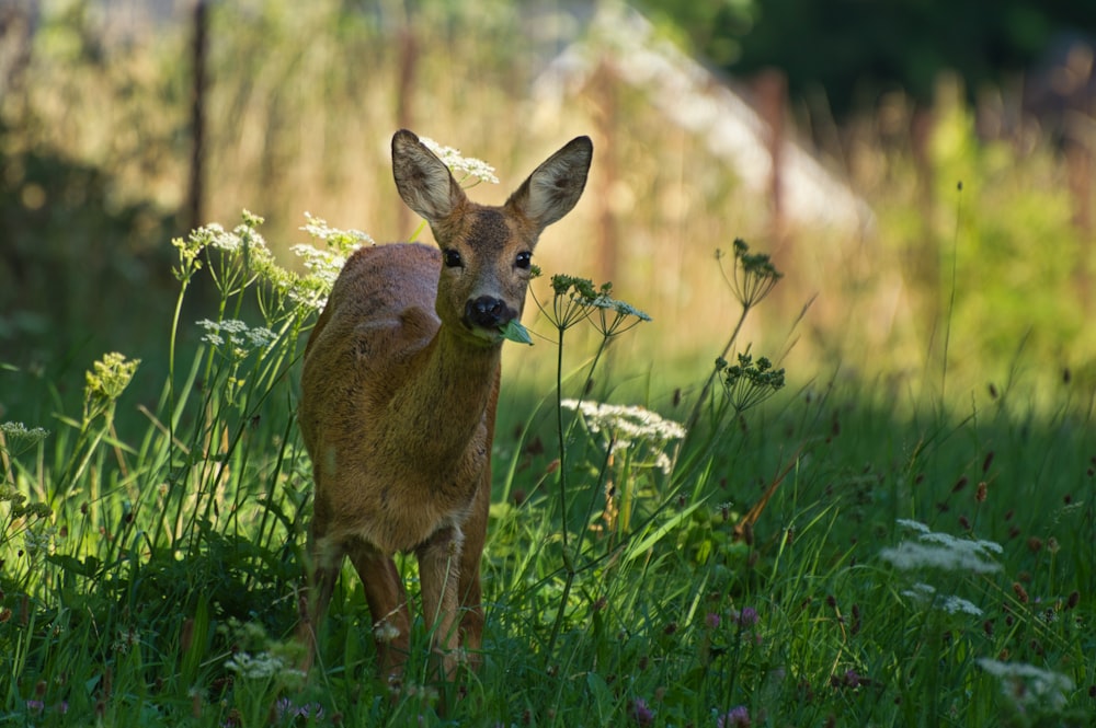 brown deer on green grass during daytime