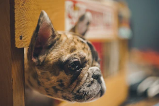 A healthy, vibrant French Bulldog puppy looking up inquisitively, symbolizing well-being and curiosity.